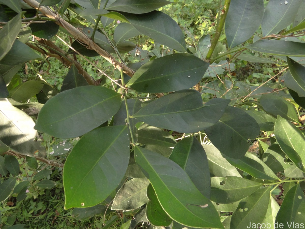 Glycosmis pentaphylla (Retz.) DC.